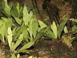 Elaphoglossum yoshinagae
