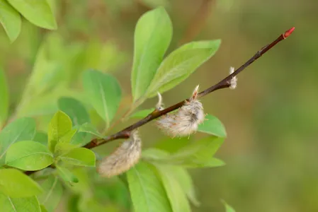 Saule cendr (Salix cinerea) - PictureThis