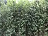 Square bamboo
