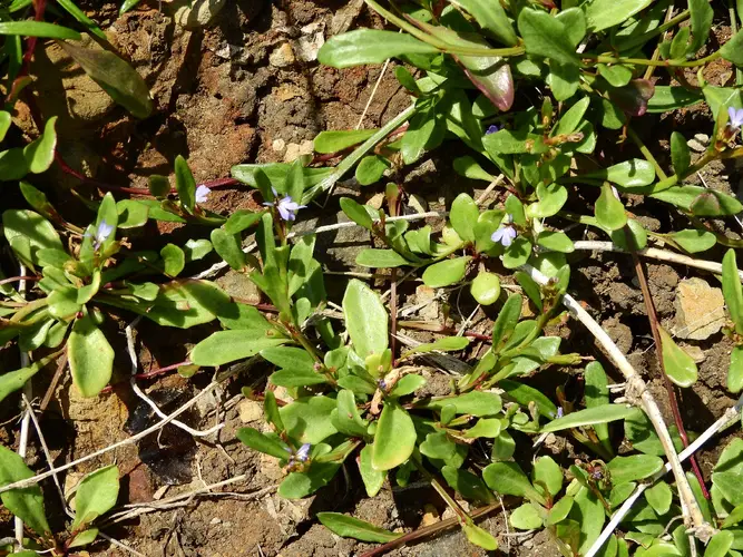 Goodenia pilosa subsp. pilosa