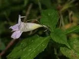 Single flower balsam