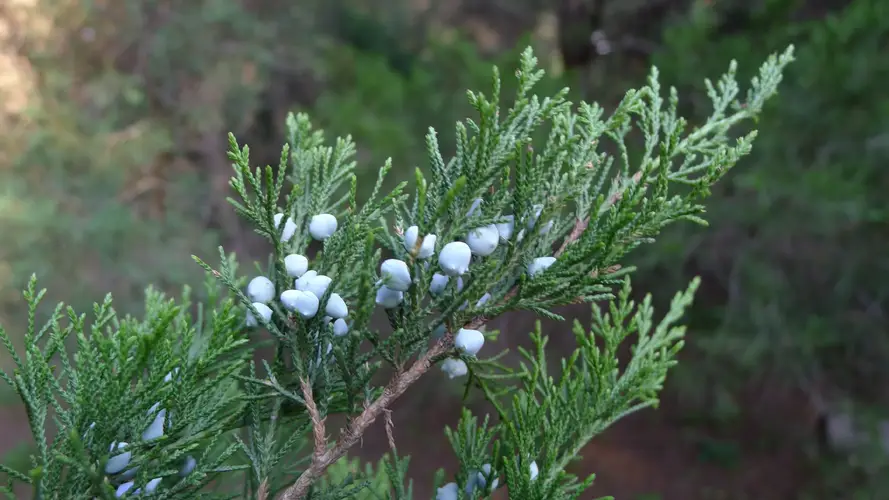 Are cedar trees poisonous to dogs shop - Main Image