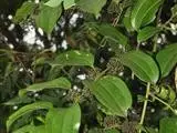 Smilax lanceifolia
