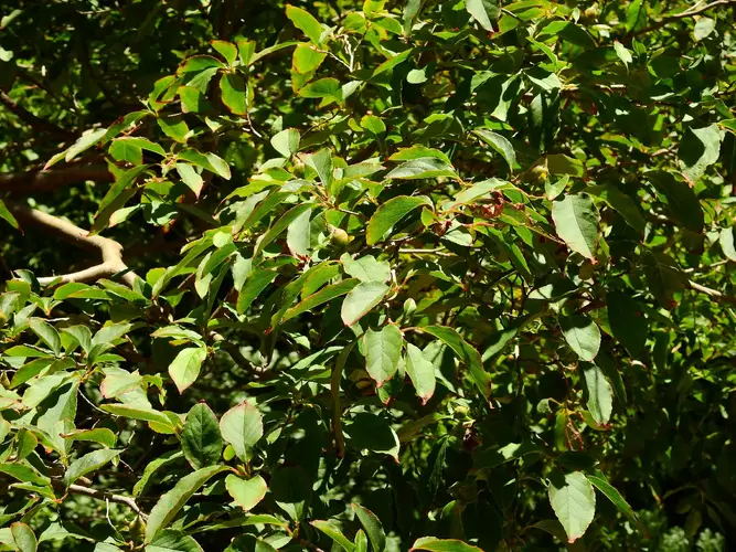 Stewartia monadelpha