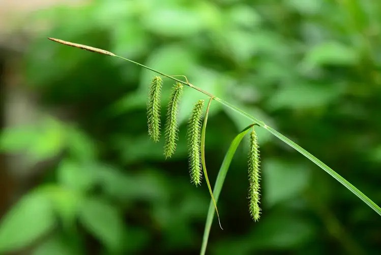 Carex phacota