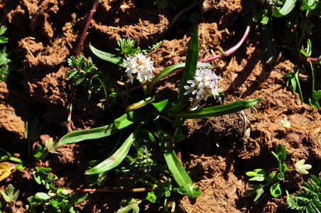 Lagotis brachystachya - PictureThis