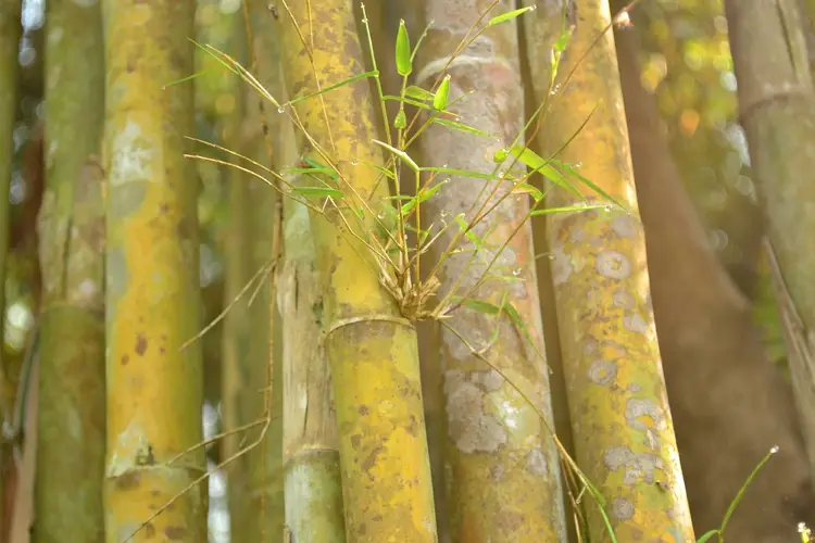 Bambú con mango de paraguas
