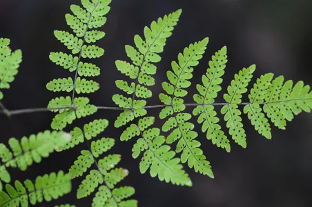 ナガバノイタチシダ (Dryopteris sparsa) - PictureThis