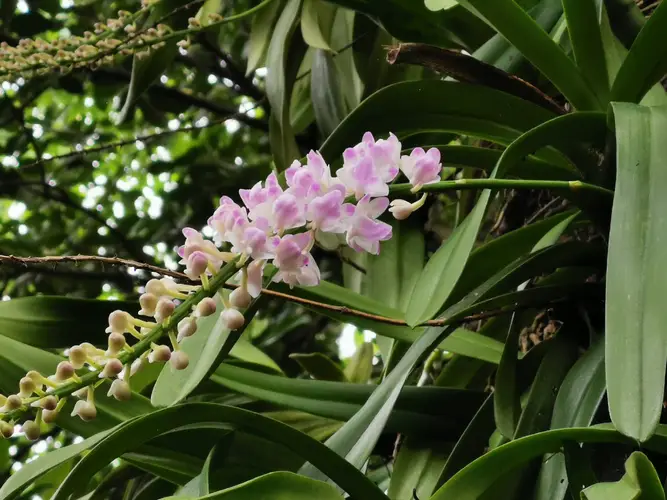 The rose colored aerides