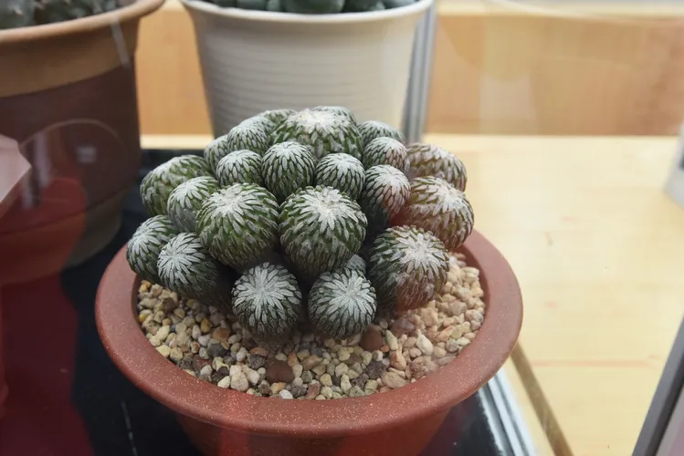 精巧丸(Pelecyphora aselliformis) - PictureThis
