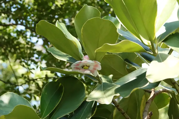 Autograh Tree How to Plant and Grow Autograph tree(Clusia rosea)