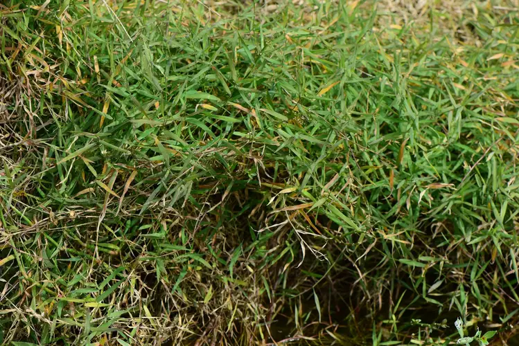 Globose twinball grass