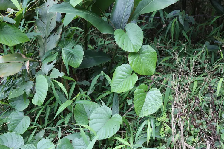 刺果藤 (Byttneria aspera) 花言葉，毒性，よくある質問 - PictureThis