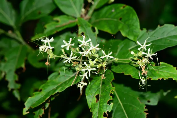 Clerodendrum cyrtophyllum