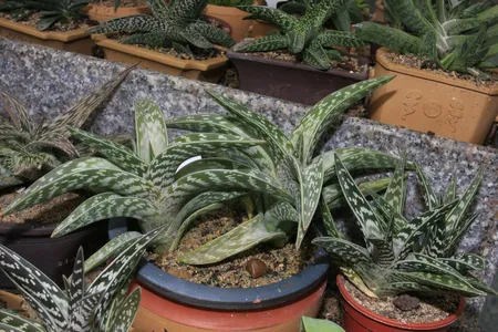Tiger-Aloe - Gonialoe variegata (Pflege, Merkmale, Blume, Bilder)