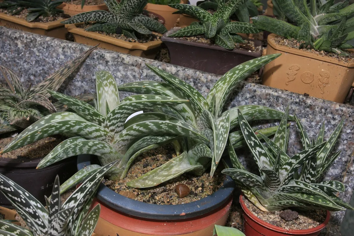 How Much Sunlight Does Tiger aloe Need?
