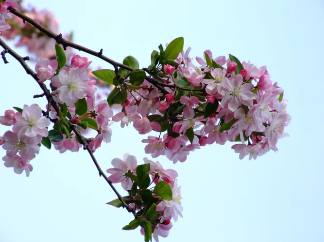 ミカイドウ (実海棠) (ケア, 特徴, 花, 画像, 食用)