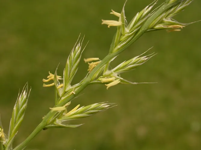 Darnel ryegrass - Lolium temulentum (Taxonomy, Characteristics,  Distribution, Images)