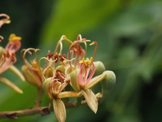Sindora tonkinensis - PictureThis