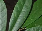 Antidesma montanum