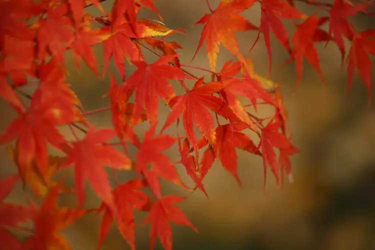 How to Plant and Grow Japanese maple(Acer palmatum)
