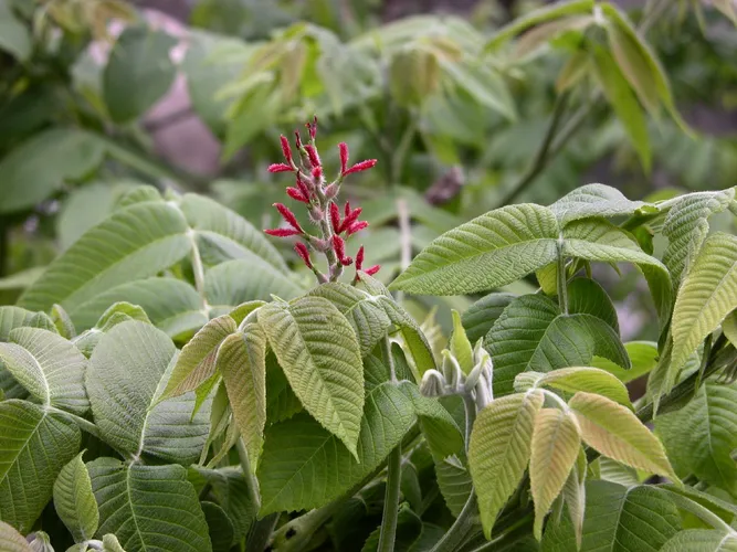カシグルミ（菓子胡桃） (ケア, 特徴, 象徴, 画像)