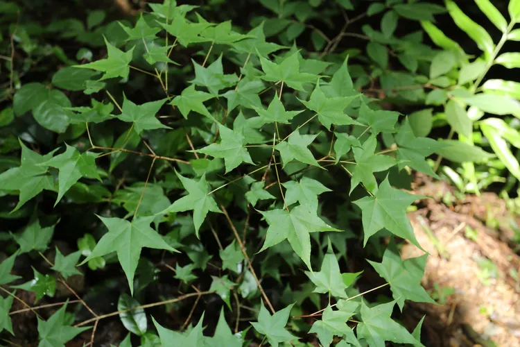 イタヤカエデ（板屋楓） (Acer pictum subsp. mono) - PictureThis