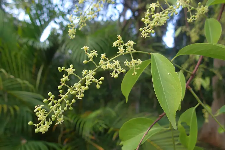 Celastrus paniculatus - PictureThis
