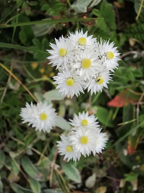 Nepal pearly everlasting