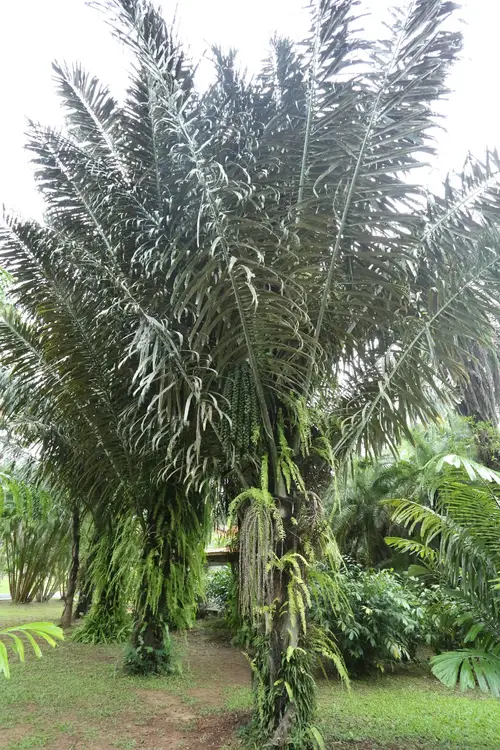 Пальма гомути