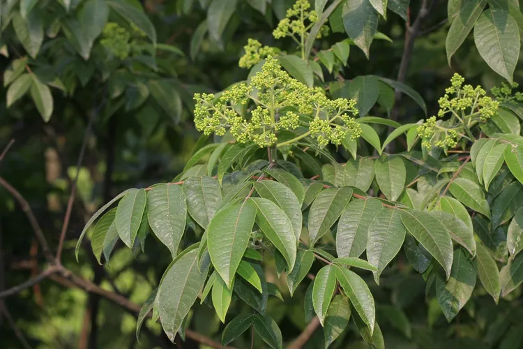 ハマセンダン (Tetradium glabrifolium) - PictureThis