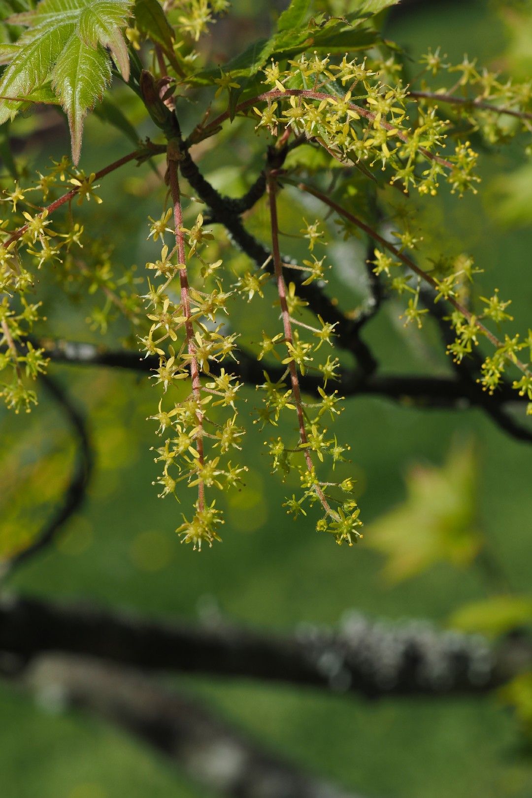 三手楓（ミツデカエデ）盆栽 S005