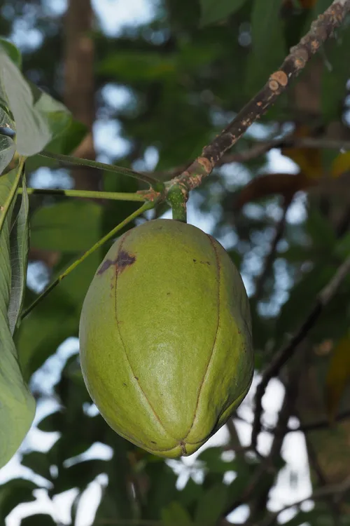 Money tree - Pachira glabra (Care, Characteristics, Culture, Images)