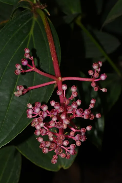 Medinilla magnifica - Medinilla magnifica (Pflege, Merkmale, Blume, Bilder)