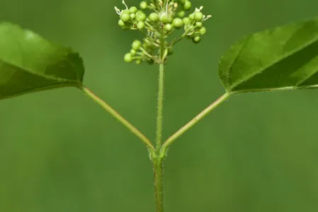 カラコギカエデ（鹿子木楓） (Acer tataricum subsp. ginnala