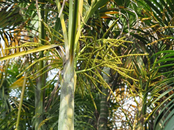 Yellow butterfly palm - Dypsis lutescens (Care, Characteristics, Invasive,  Images)