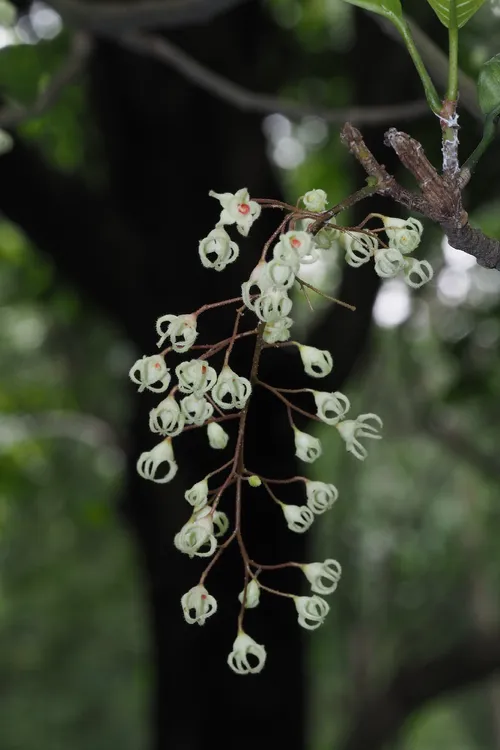 ピンポンノキ (Sterculia monosperma) - PictureThis