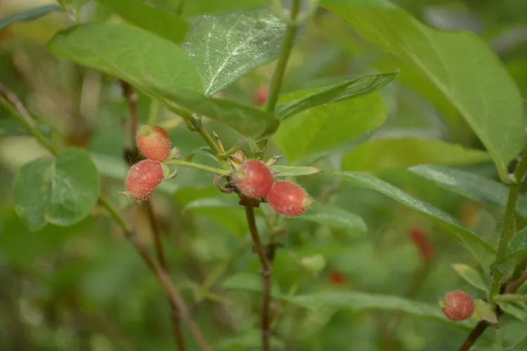 plant sambucus Elderberry (Sambucus canadensis)