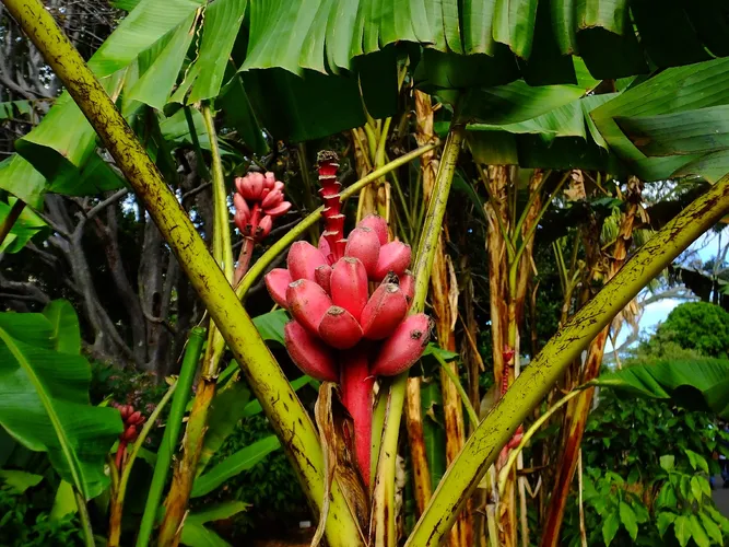 Banano A Frutto Rosso Musa Velutina - Pianta Viva In Vaso 18cm, Ideale Per Interni E Giardini Tropicali - Foto 2