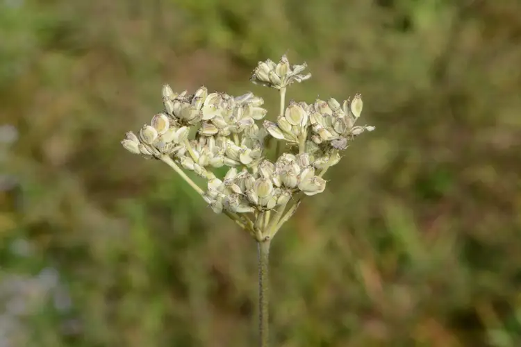 Peucedanum harry-smithii