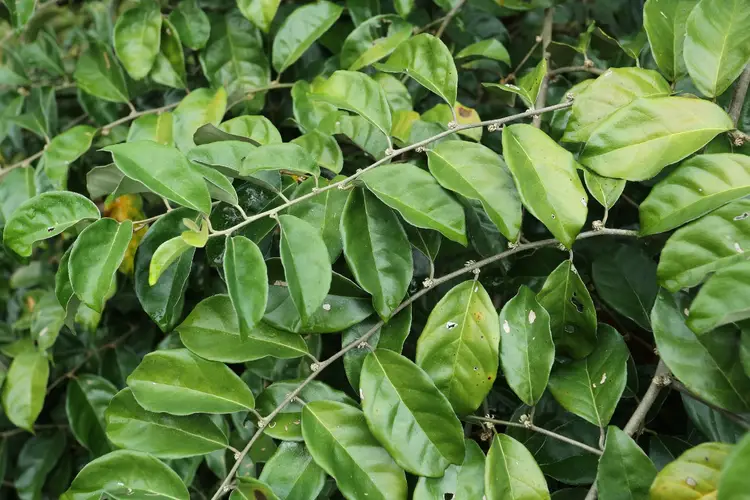 Bastard oleaster (Elaeagnus conferta) Flower, Leaf, Care, Uses