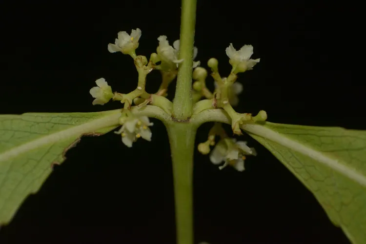 Khat (Catha edulis) - PictureThis