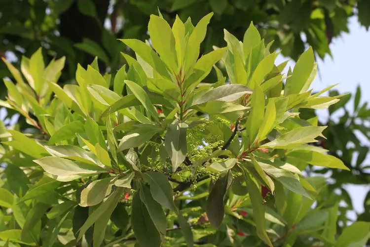 Common elaeocarpus