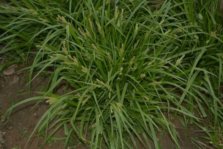 Carex forficula