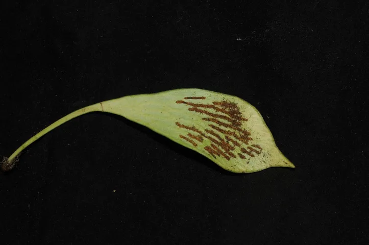 タキミシダ (Antrophyum obovatum) - PictureThis