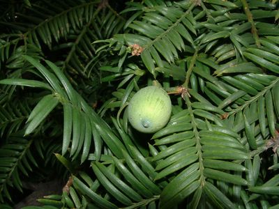 カヤ(榧)の育て方・栽培方法