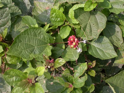 ボタンクサギ（牡丹臭木） (ケア, 特徴, 花, 画像)