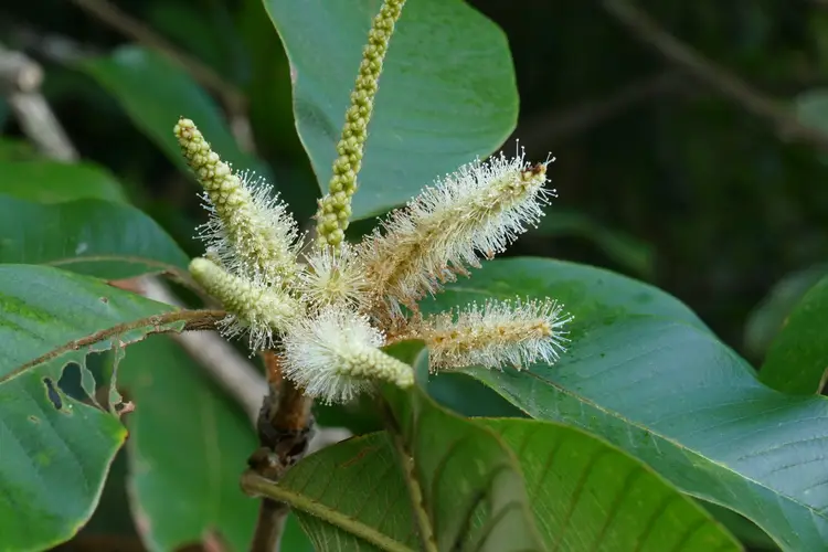 Lithocarpus uvariifolius