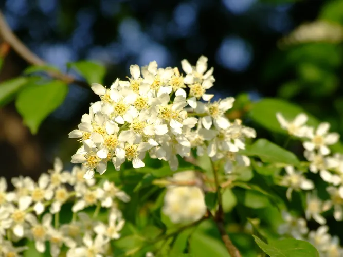 エゾノウワミズザクラ（蝦夷上溝桜） (Prunus padus subsp. padus