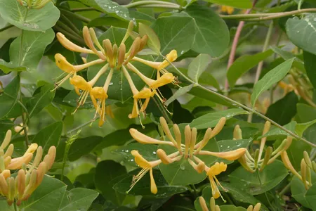 Chinese honeysuckle (Lonicera tragophylla) - PictureThis